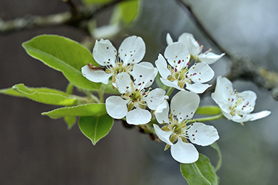 技術(shù)篇 |果樹(shù)秋季開(kāi)花的原因與預防