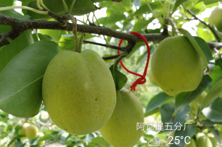 庫爾勒香梨梨小蛀果率小于1%？澳福姆能做到！