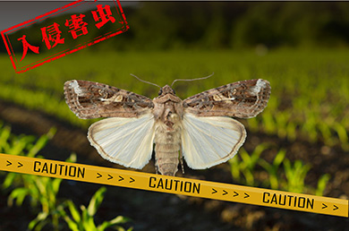 全球預警的重大害蟲(chóng)草地貪夜蛾已侵入我國，該如何應對？！
